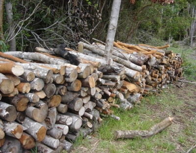Disponibilità legna da ardere da parte dell&#039;Agenzia Forestas. Annata silvana 2023 (leccio depezzata in catasta)