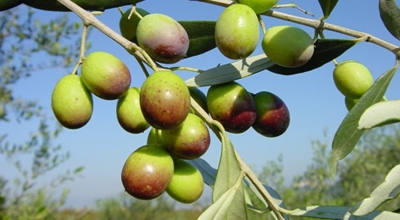 Bando pubblico per la raccolta delle olive di propriet&agrave; del Comune di Pau 2024